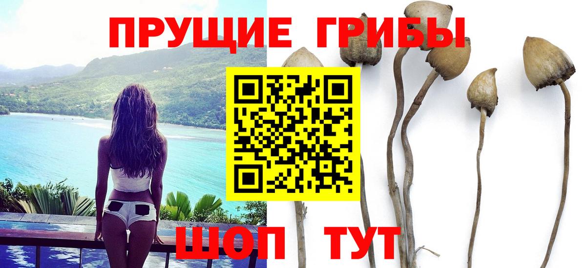 Псилоцибиновые грибы Psilocybe  где продают наркотики  Вход с VPN  Назарово  Псилоцибиновые грибы Psilocybe 